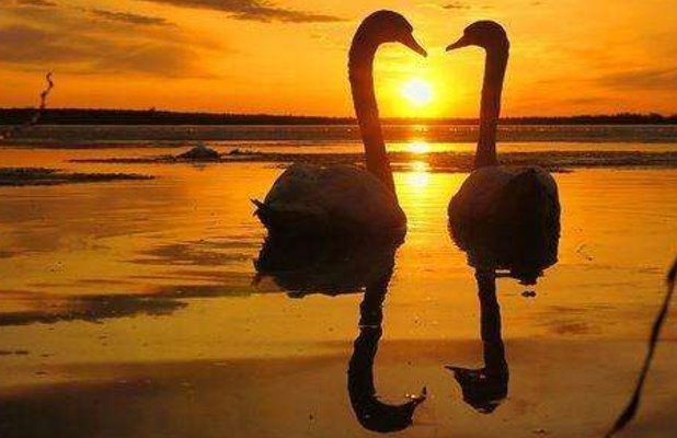 柏拉图式的关系是什么