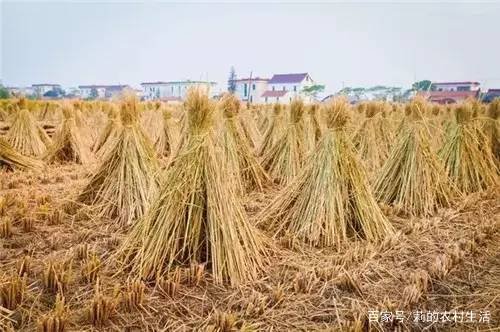 农村不起眼的暴利行业，到底都有哪些？