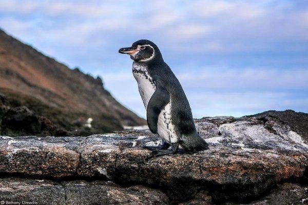 为什么加拉帕戈斯企鹅能成为唯一会到达北半球的企鹅？