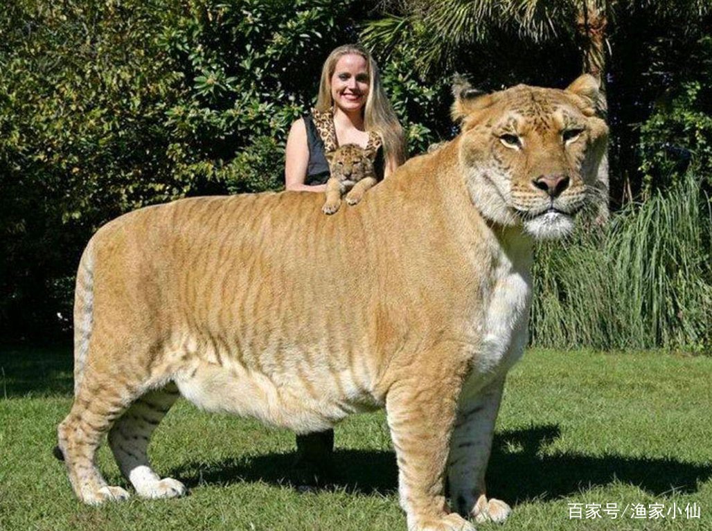 生殖隔离是什么意思？没有生殖隔离，所有生物会怎么样？