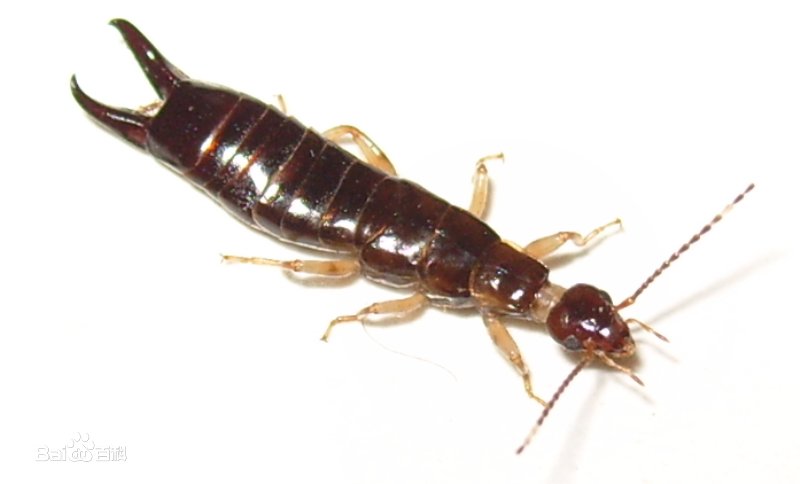 请问有谁知道这个是什么虫吗？最近家里有很多