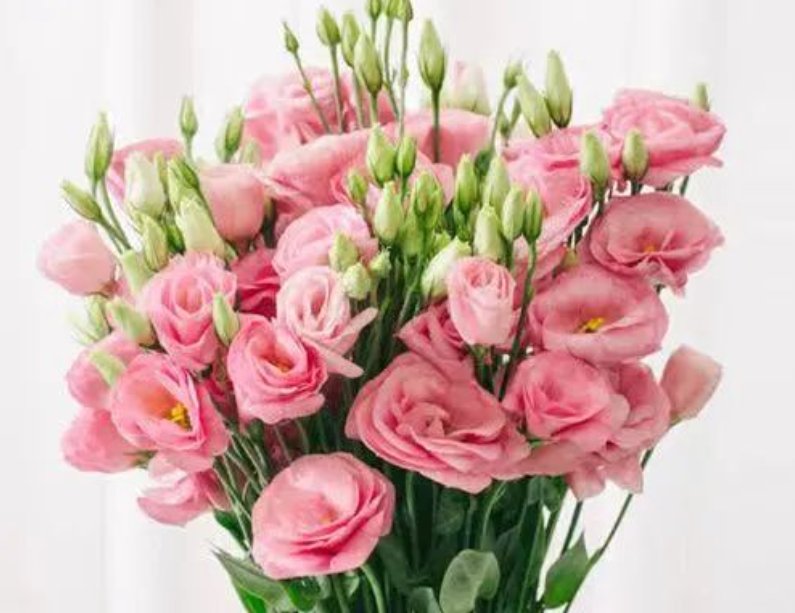 七夕节送什么花