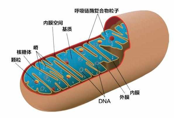 线粒体的主要作用是?