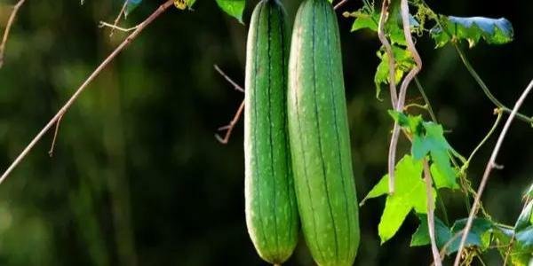 怎样种丝瓜才能多结瓜？搞定4点就可以，哪4点呢？