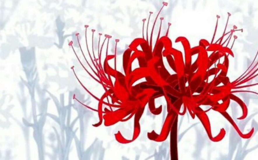 纹彼岸花有什么禁忌吗