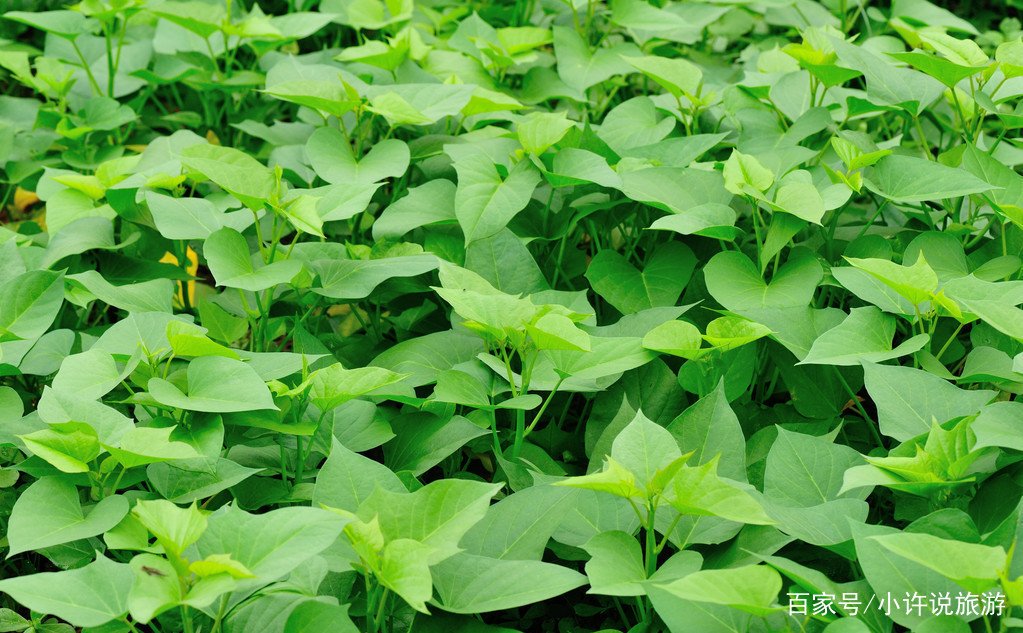 红薯的种植时间和方法分别是什么呢?