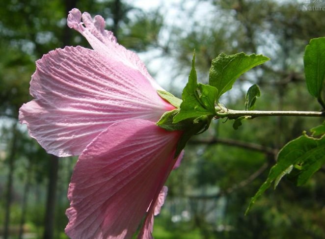 木菊花有毒吗？木菊花适合室内养护吗？