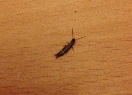 请问有谁知道这个是什么虫吗？最近家里有很多