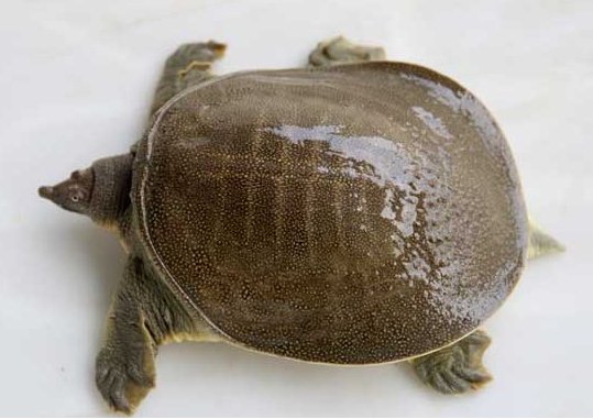 如何在家里养好甲鱼？