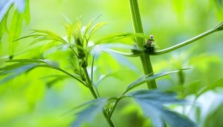 酒花是什么意思？