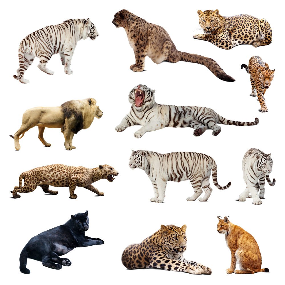 猫科动物有哪些？