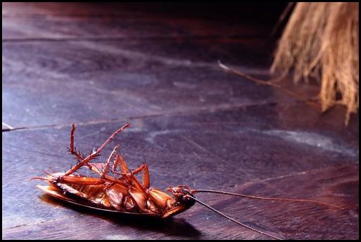 消灭蟑螂的小妙招有哪些？