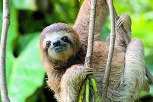 人们常说的“水猴子”,究竟是什么动物?