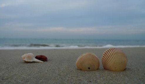 猹是什么动物?鬼见怕这种贝壳大家有图片吗?