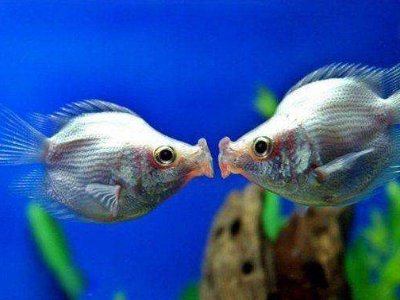 十大便宜好养的宠物分别有哪些？