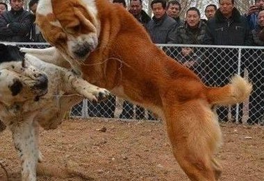 著名的巨型犬有哪些？