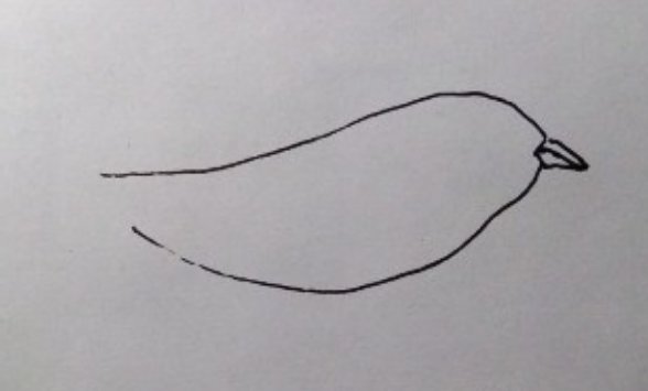 鸟怎么画