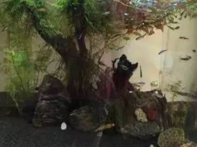 鱼缸如何养水