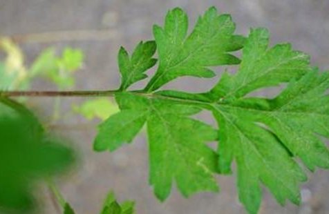 五月艾有什么功效？