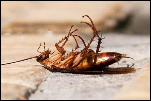 消灭蟑螂的小妙招有哪些？