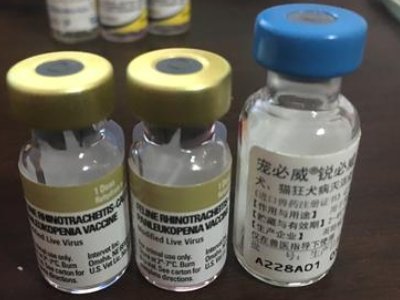 打一次猫三联需要多少钱？