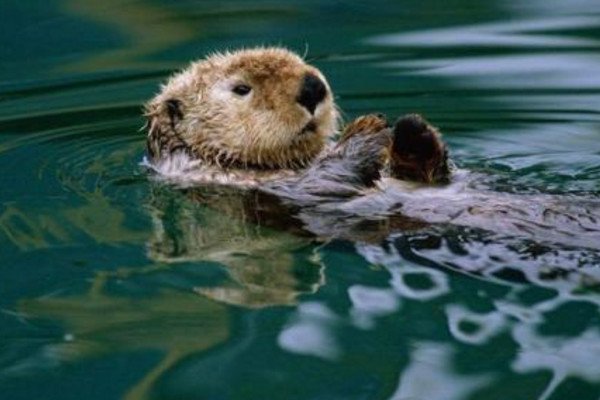 人们常说的“水猴子”,究竟是什么动物?