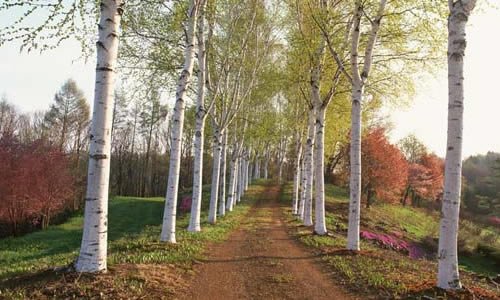 白杨树有什么特点？