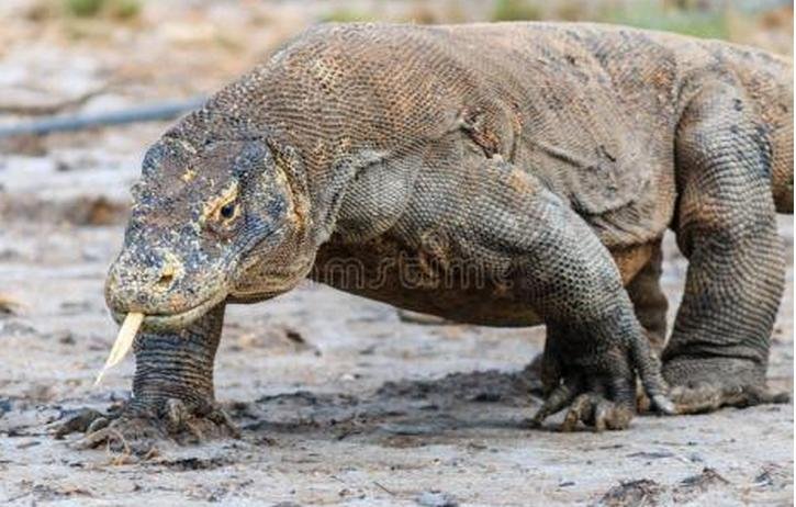 鳄鱼和科莫多巨蜥哪个厉害