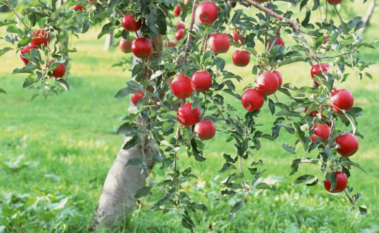 苹果树的生长过程