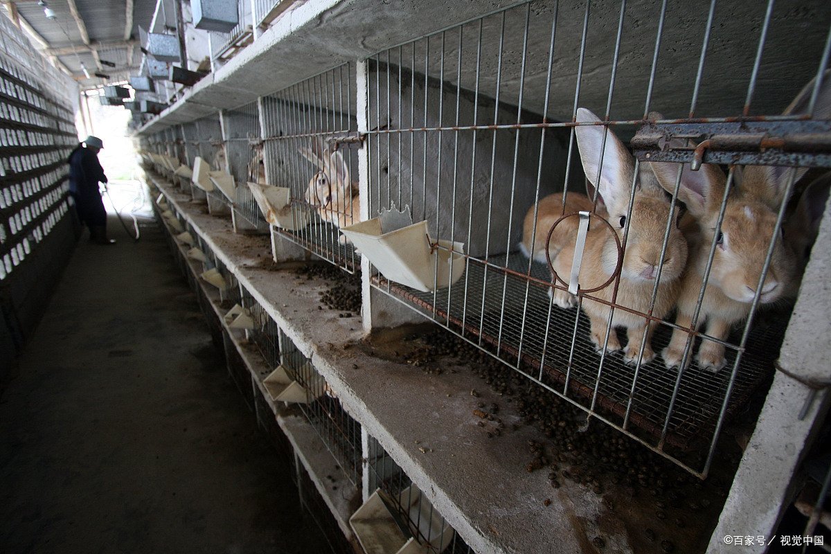 想去农村养殖肉兔，养殖肉兔的前景怎么样？利润可观吗？