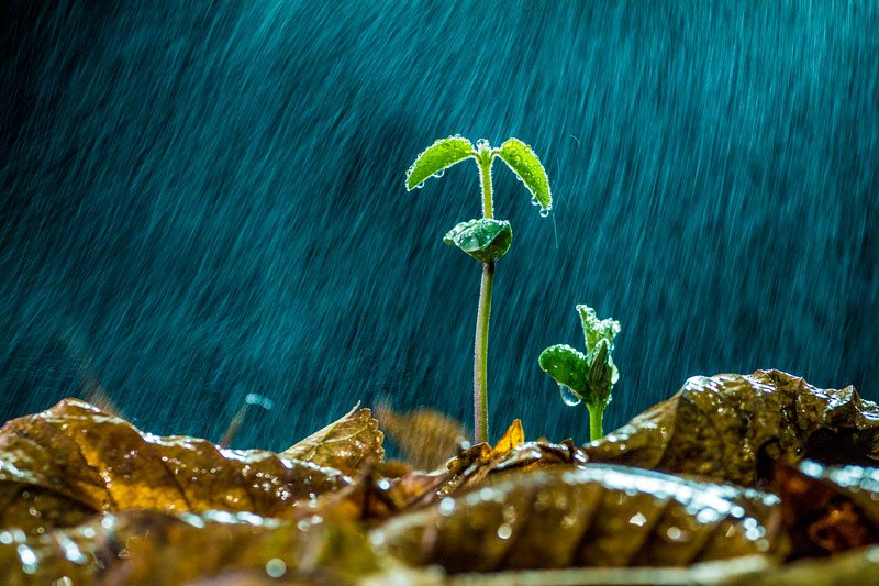 枯木逢春是什么意思？