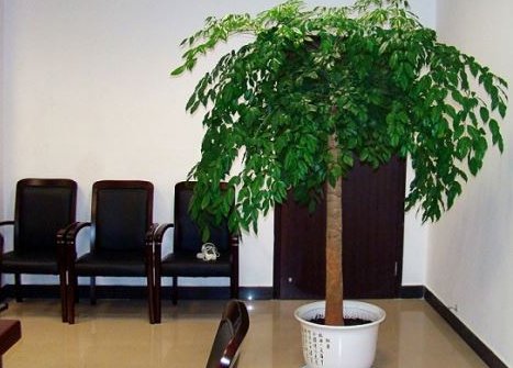 室内绿植花卉养护方法都有哪几种