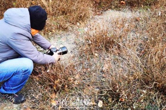 冰蝴蝶是一种什么样的自然现象？