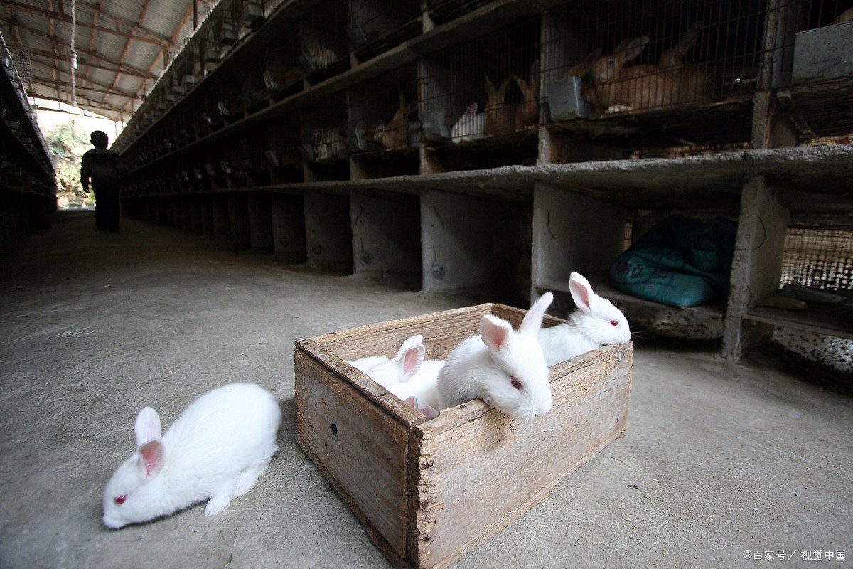 想去农村养殖肉兔，养殖肉兔的前景怎么样？利润可观吗？