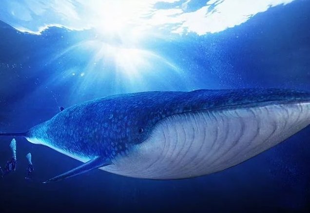 世界上最大的生物是什么？比蓝鲸还大三倍吗？