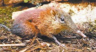 象鼩是一种什么动物?它平常都吃些什么?