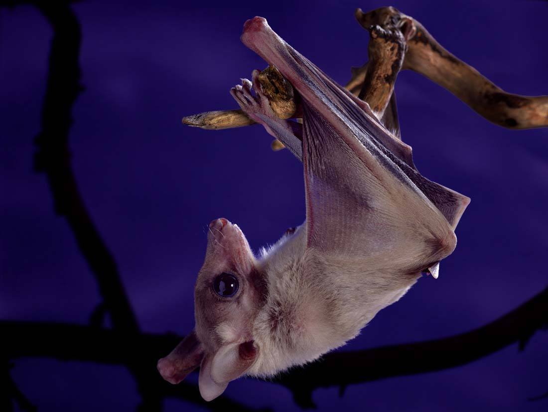 家里进蝙蝠 诡异！！！ 这是什么预兆？