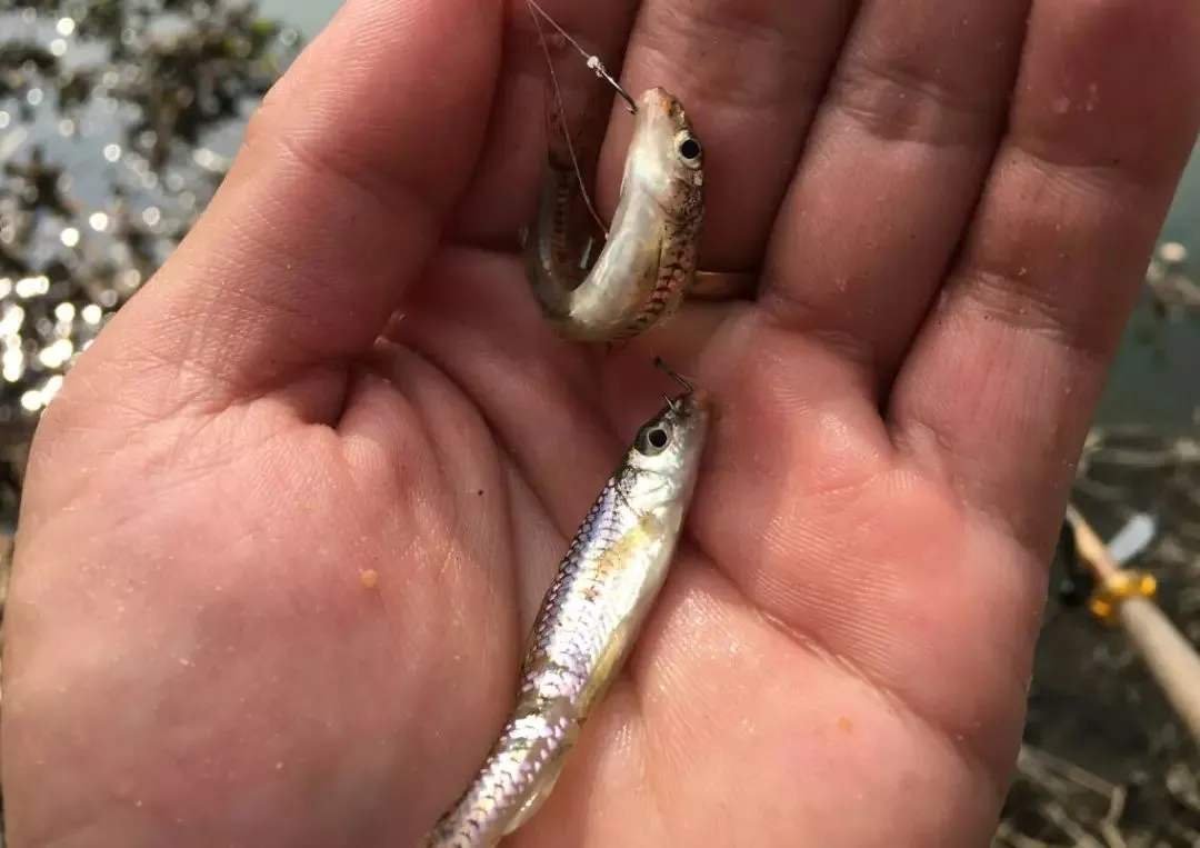 田沟里的麦穗鱼是怎样的一种鱼？有什么经济价值？