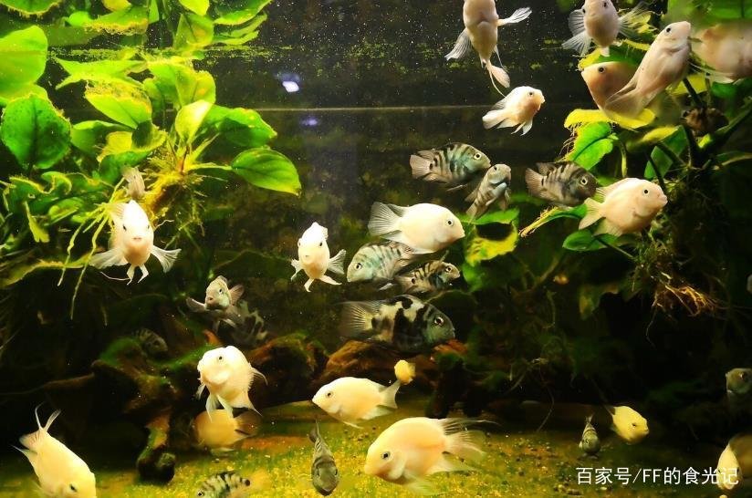 迷你鹦鹉鱼怎么养？咋养好？