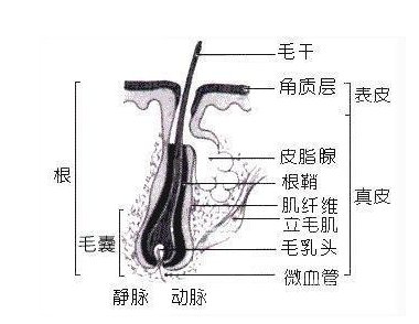 请问 发根 发梢 发尾 分别在那个位置啊