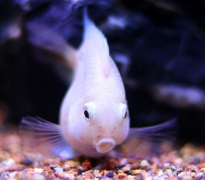 迷你鹦鹉鱼怎么养？咋养好？