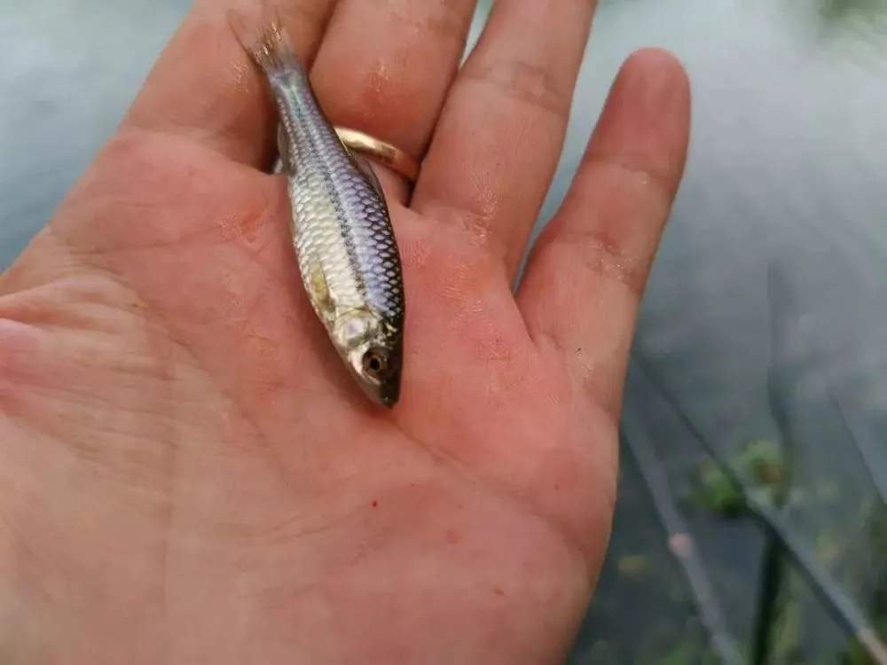 田沟里的麦穗鱼是怎样的一种鱼？有什么经济价值？