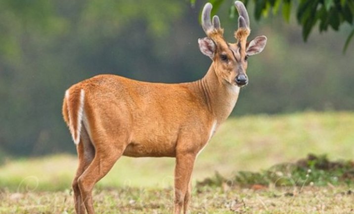 黄猄是几级保护动物可以吃吗？