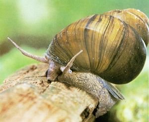 中华圆田螺的简介