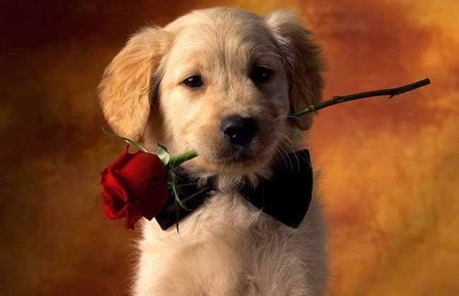 小狗得耳螨是什么症状？