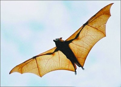 家里进蝙蝠 诡异！！！ 这是什么预兆？