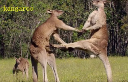 袋鼠的英文是什么