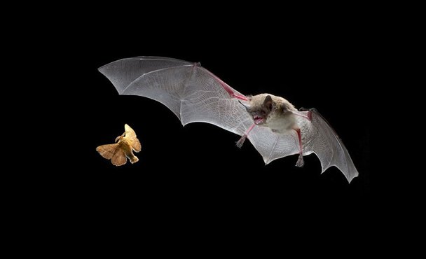 家里进蝙蝠 诡异！！！ 这是什么预兆？