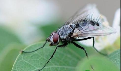 尼康105微距镜头有什么特点?