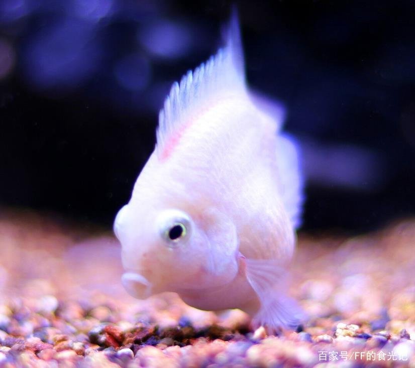 迷你鹦鹉鱼怎么养？咋养好？